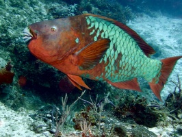 Rainbow Parrotfish IMG 9201